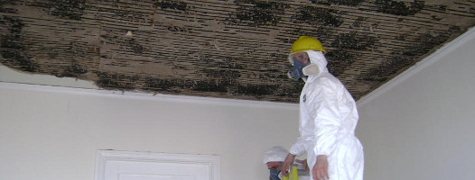 Mold Removal in Quinton, AL